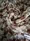 Vintage Geometric 3D Cube Print Silk Square Scarf Cream And Brown Vintage Geometric 3D Cube Print Silk Square Scarf Cream And Brown