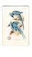 1898 (J2) #46 Columbia Magpie, Church & Co. New Series of Beautiful Birds, Large