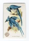 Columbia Magpie ARM & HAMMER 1898 Beautiful Birds No 46 Trade Card J2 Church Co