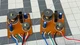 2X Pioneer CS-A9000 Speaker Crossovers # 130389 Vintage Genuine RARE WORKING 🔥 2X Pioneer CS-A9000 Speaker Crossovers # 130389 Vintage Genuine RARE WORKING 🔥