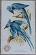 1898 J2 AH600 Church & Co Arm & Hammer Beautiful Birds #46 Columbia Magpie