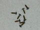 REALISTIC NOVA-8B (40-4026A) SPEAKER PARTS - rear panel/crossover screws REALISTIC NOVA-8B (40-4026A) SPEAKER PARTS - rear panel/crossover screws