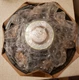 Vintage Sonic 12 inch Diameter 4 1/2 inch high  8 ohm Speaker 11073? PT-7850 NOS